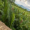 2022 COVID-19 UPDATE: Daom Djah Spirit, Kampot – A Peaceful Dreamy Retreat